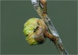 Ribes nigrum