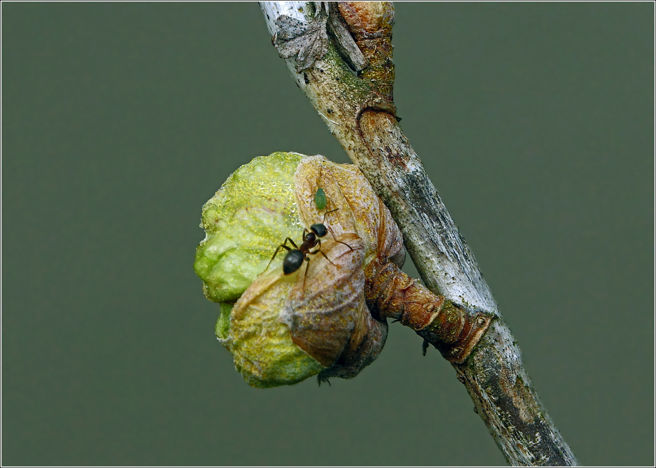 Изображение особи Ribes nigrum.