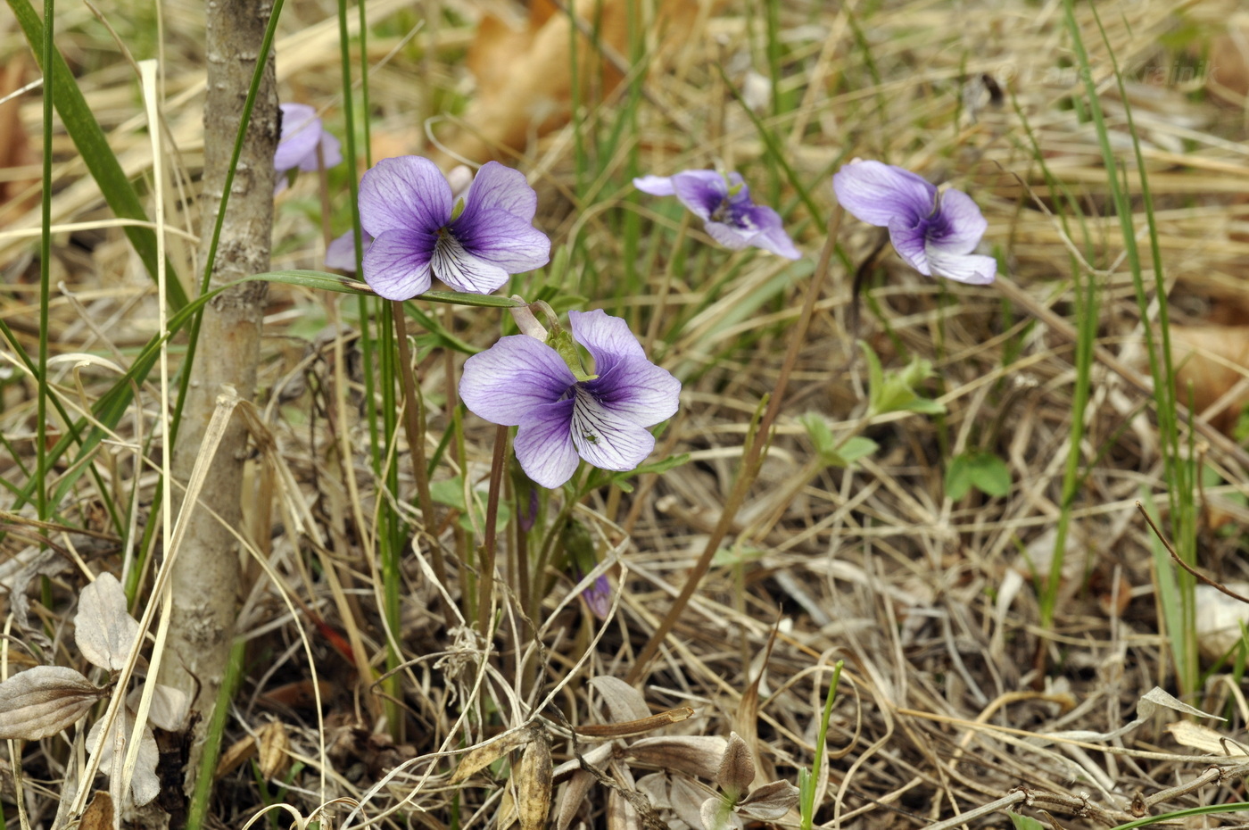 Image of Viola dissecta specimen.