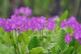 Primula patens