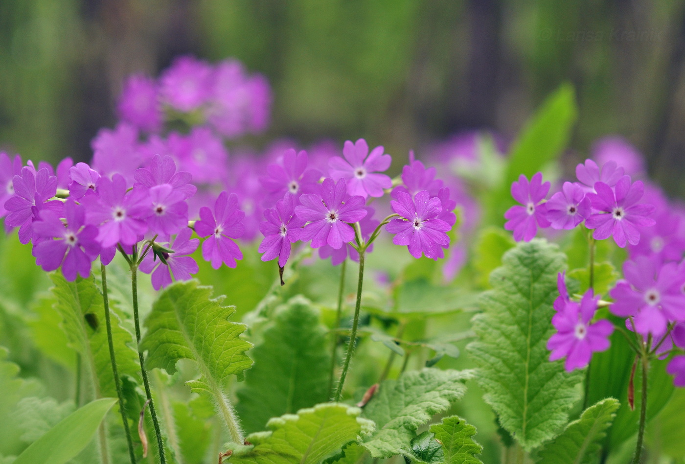 Изображение особи Primula patens.