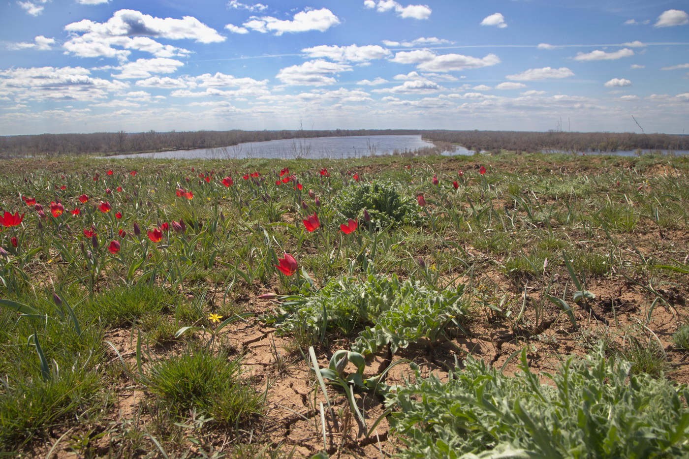 Image of Tulipa suaveolens specimen.