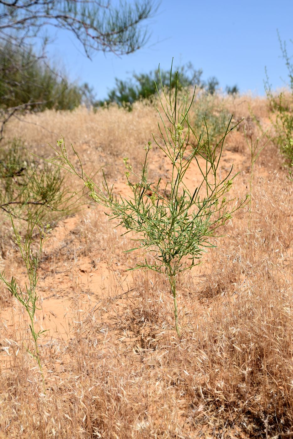 Изображение особи Sisymbrium altissimum.