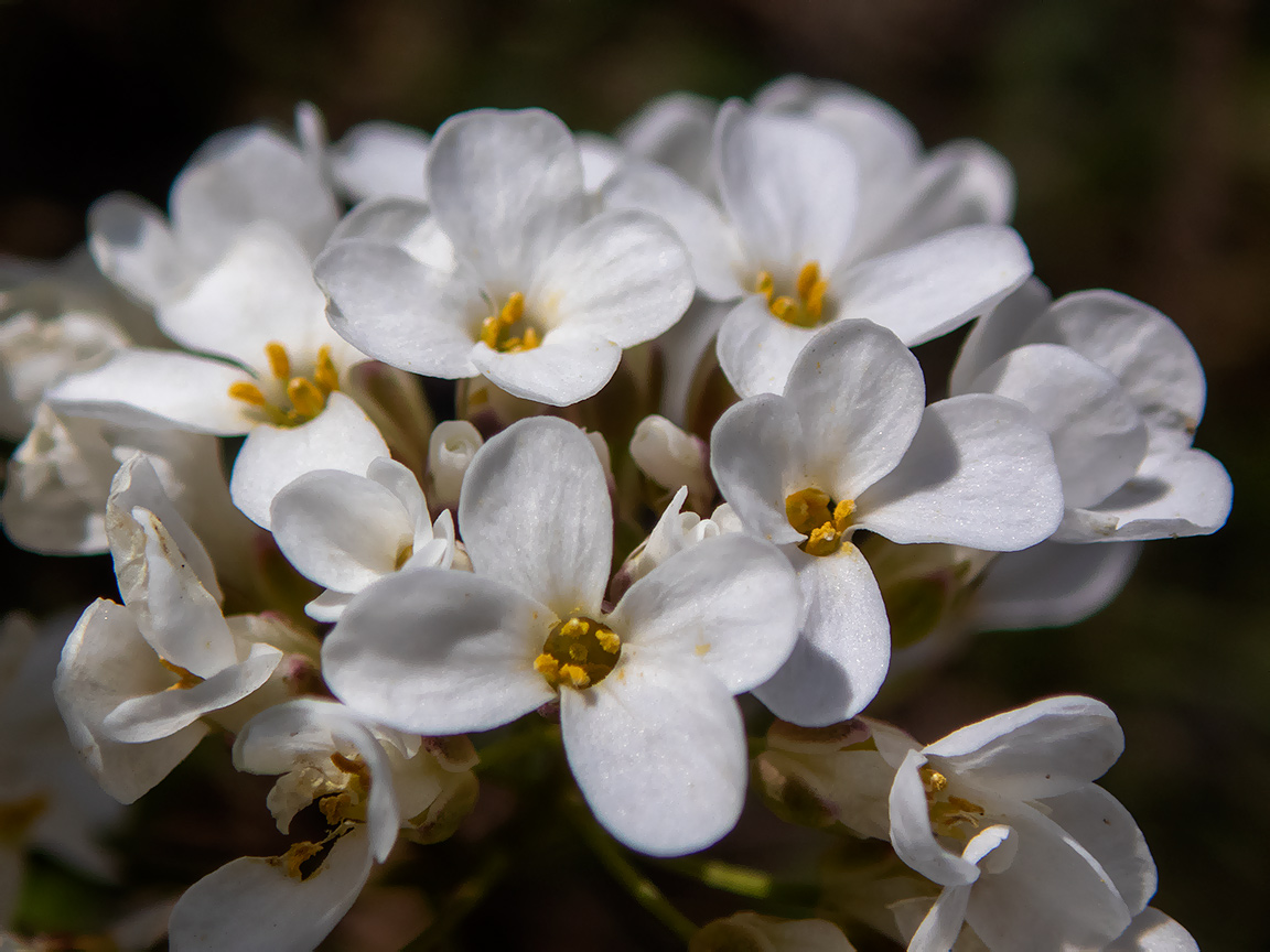 Изображение особи Noccaea macrantha.