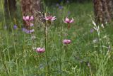 Lilium pilosiusculum