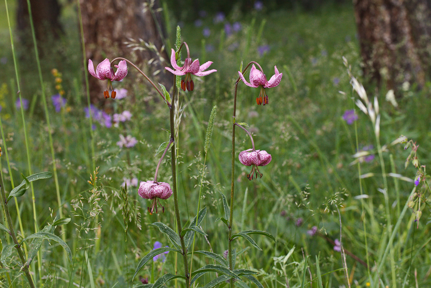Изображение особи Lilium pilosiusculum.
