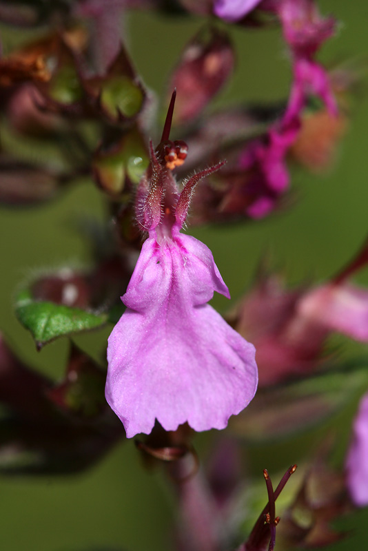 Изображение особи Teucrium chamaedrys.