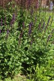 genus Salvia