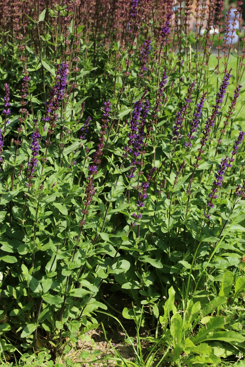 Image of genus Salvia specimen.