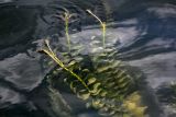 Potamogeton perfoliatus