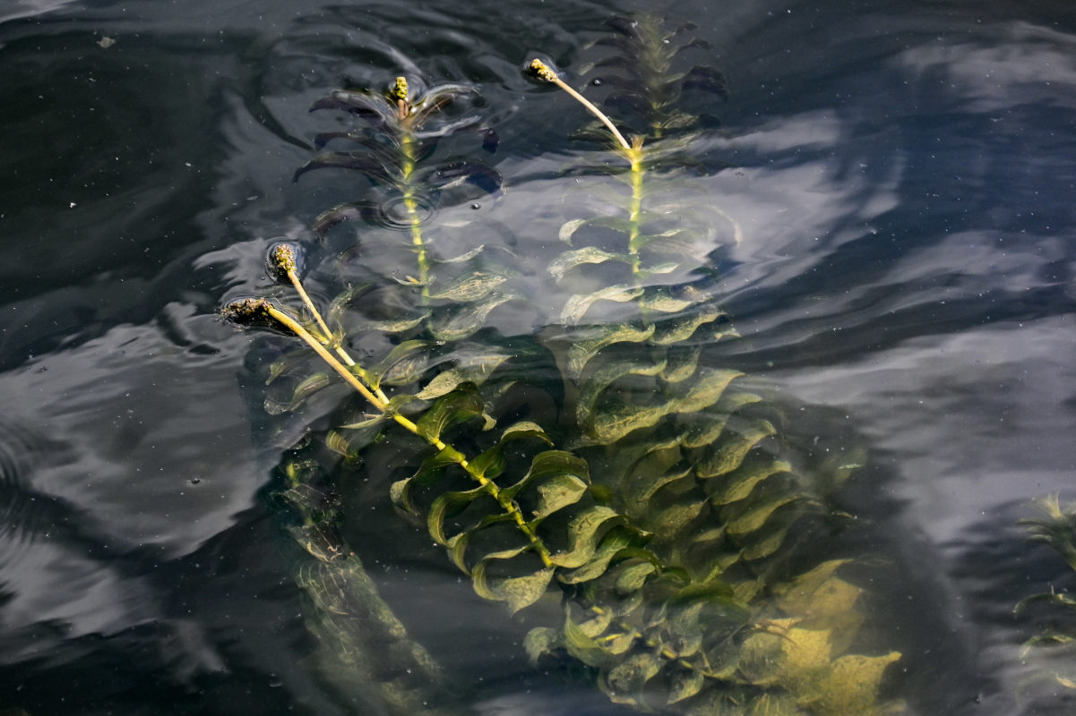 Изображение особи Potamogeton perfoliatus.