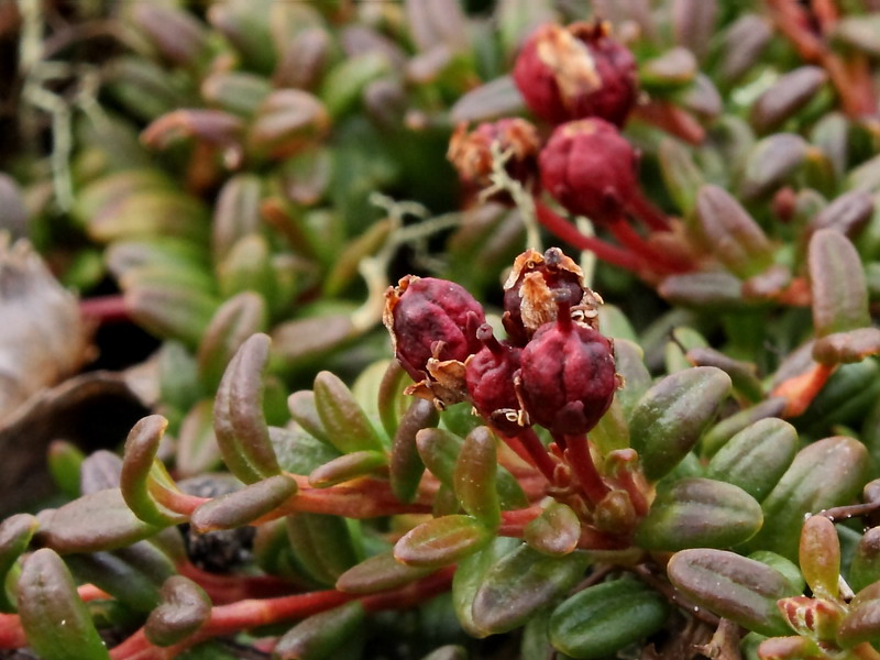 Изображение особи Loiseleuria procumbens.