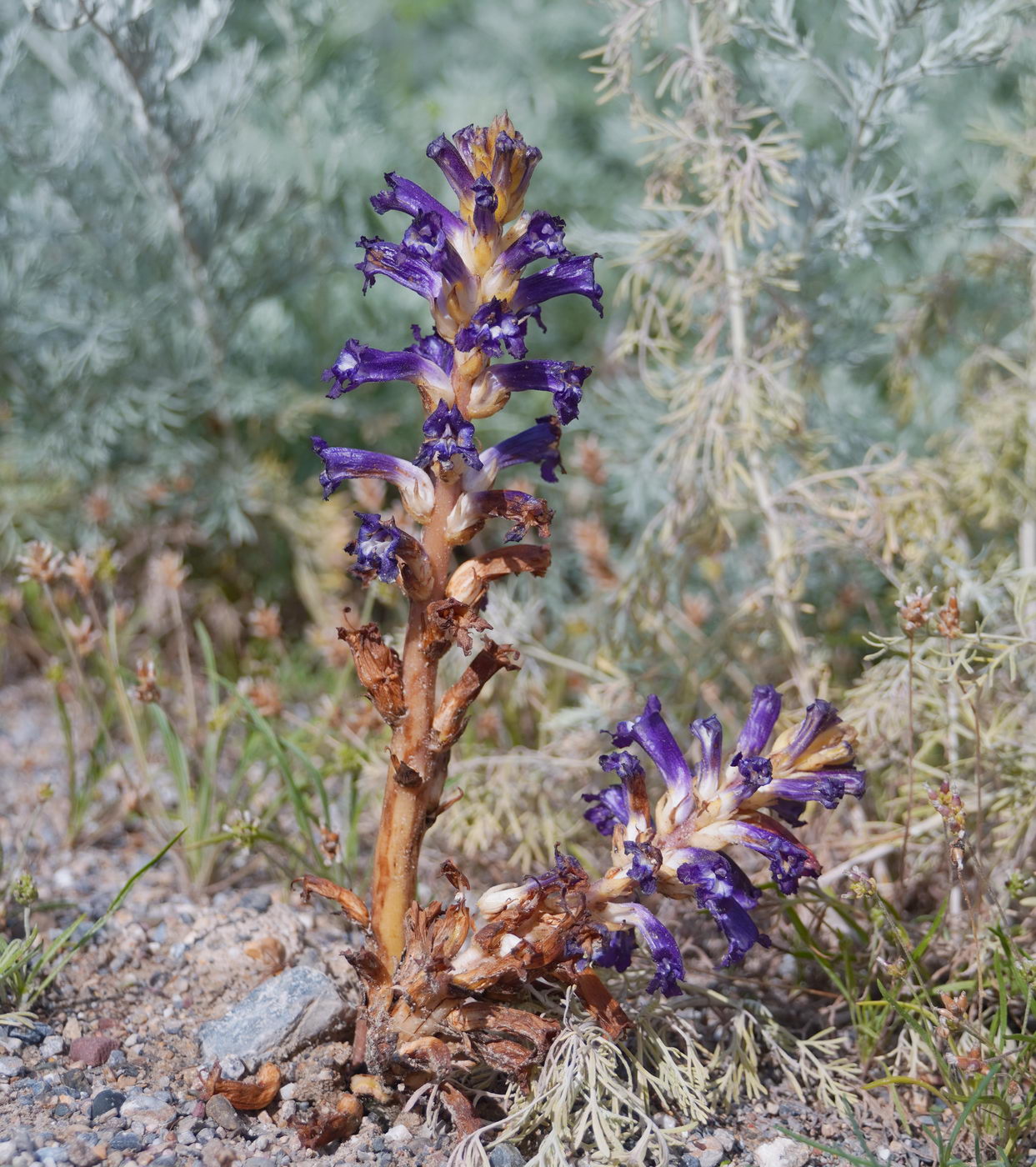 Image of Orobanche hansii specimen.