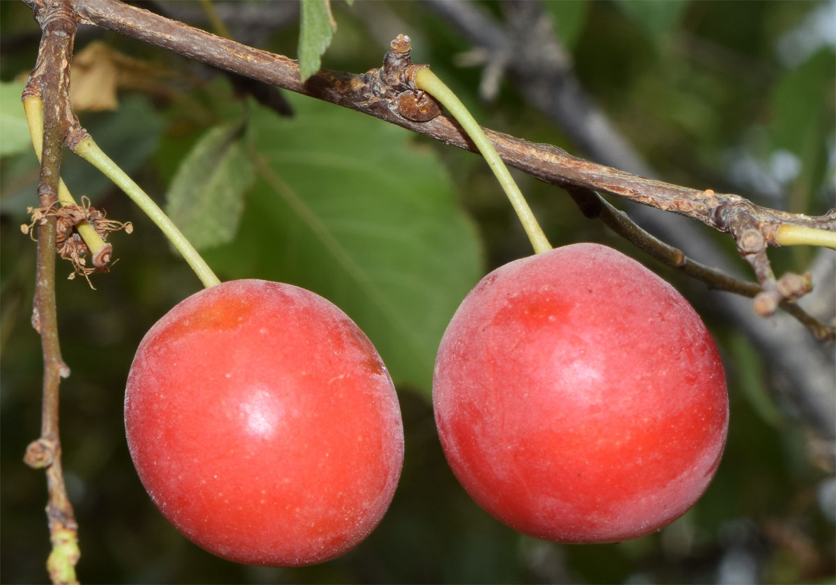 Image of Prunus cerasifera specimen.