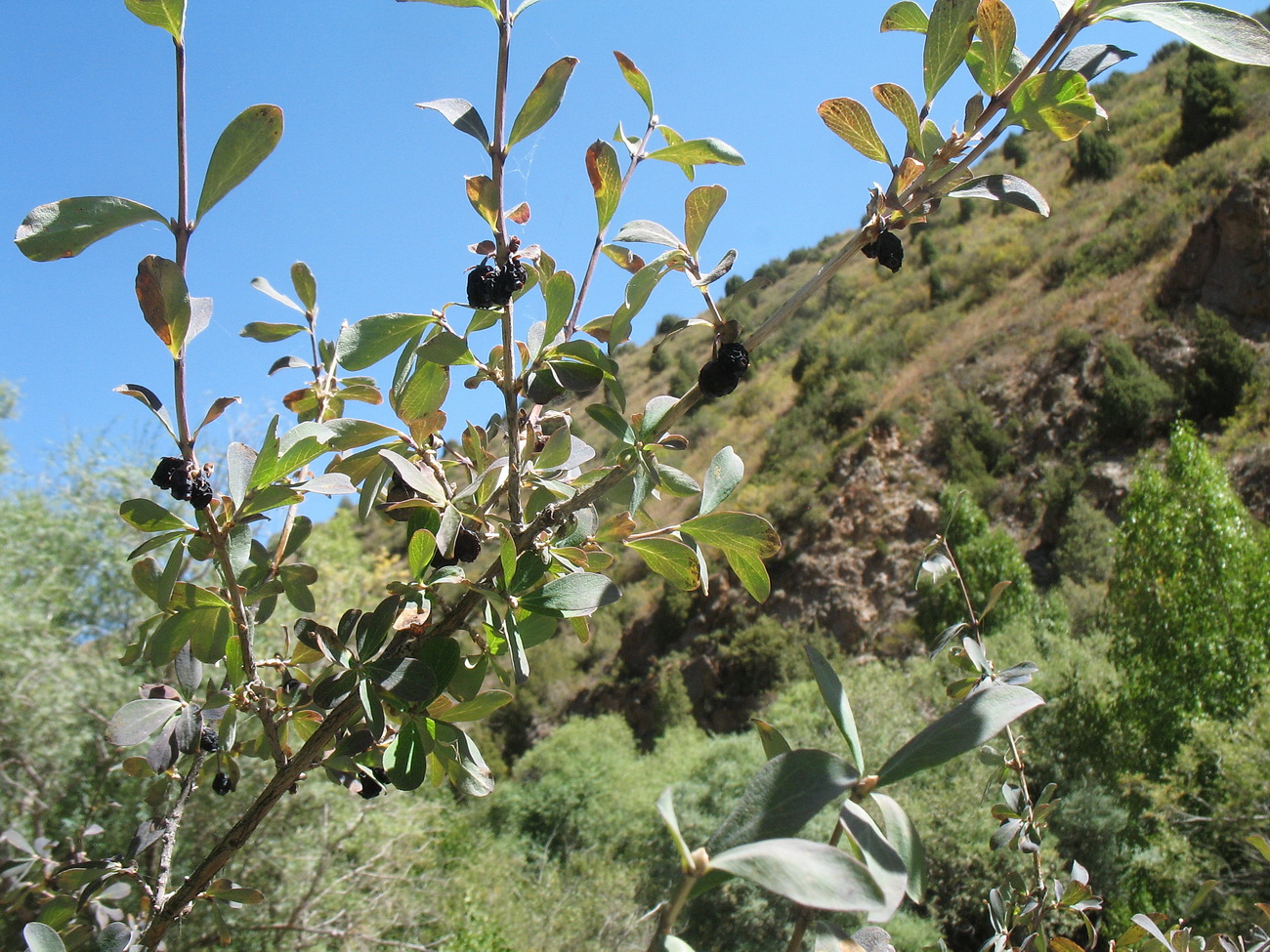 Image of Lonicera microphylla specimen.
