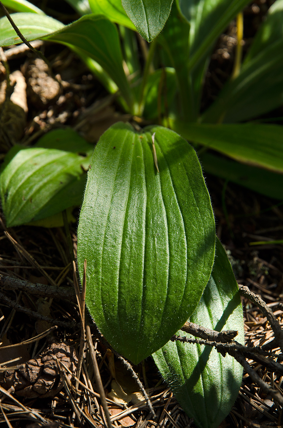 Изображение особи Plantago lanceolata.