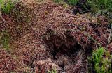 род Sphagnum. Побеги вегетирующих растений. Португалия, Азорские о-ва, о-в Сан-Мигел, окр. оз. Лагоа-ду-Фогу, ≈ 1000 м н.у.м., опушка хвойного леса. 14.08.2025.