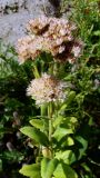 Hylotelephium pallescens