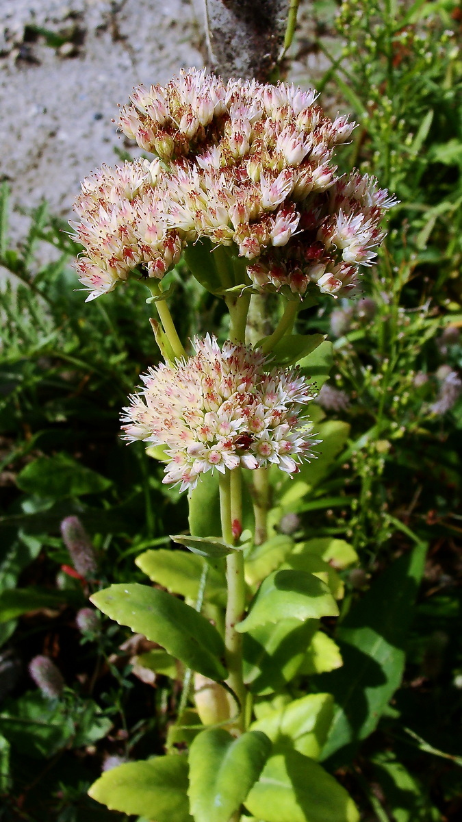 Изображение особи Hylotelephium pallescens.