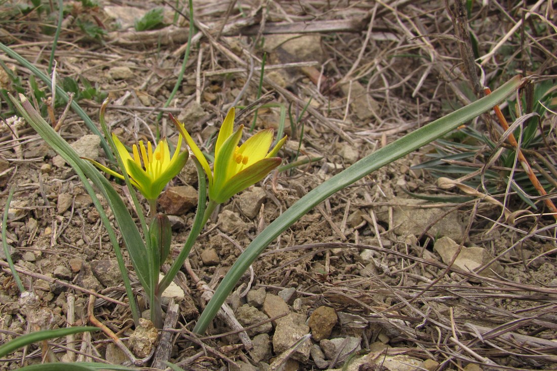 Image of Gagea artemczukii specimen.