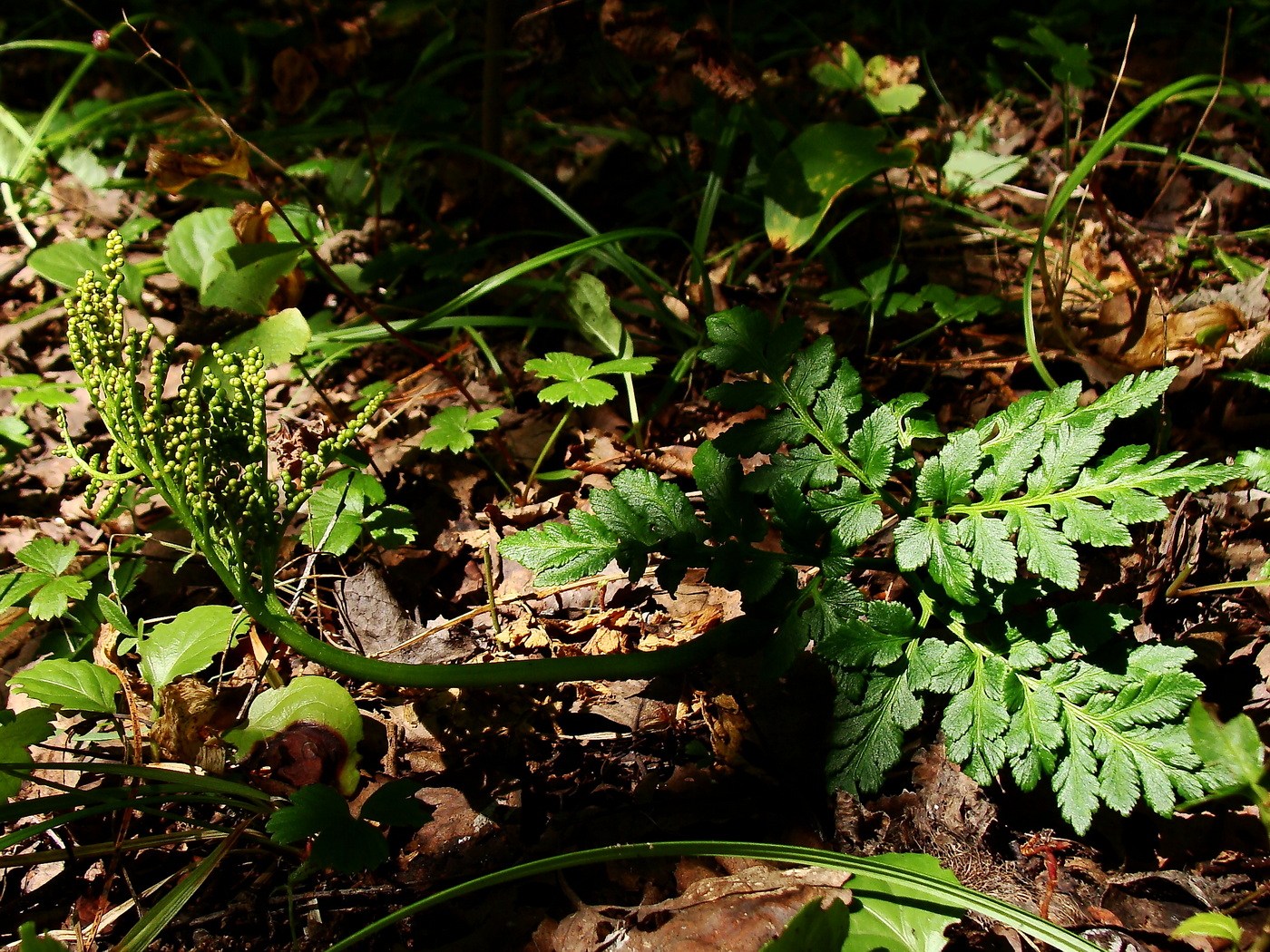 Image of Botrychium robustum specimen.