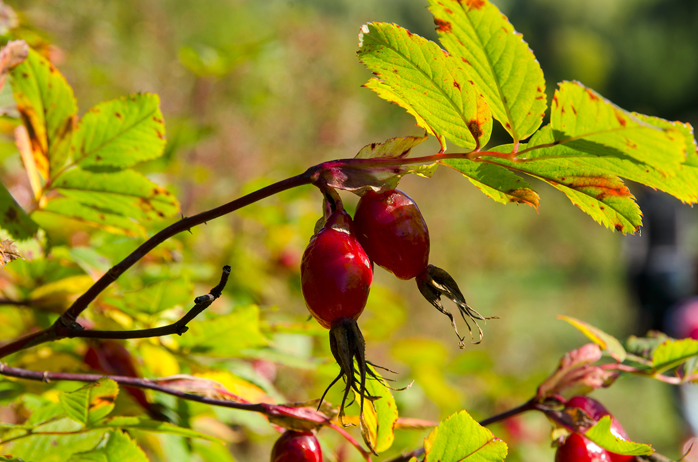 Image of genus Rosa specimen.