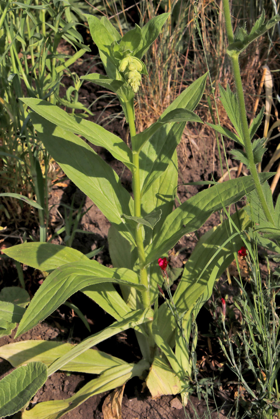 Image of Digitalis grandiflora specimen.