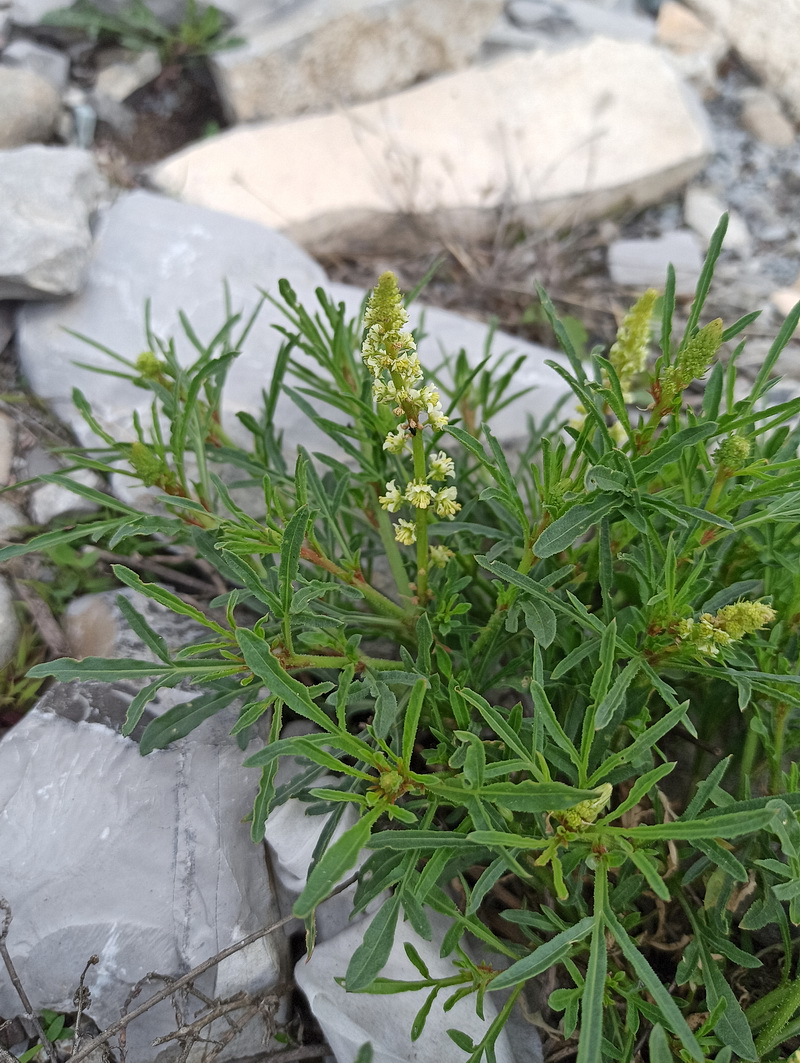 Image of Reseda lutea specimen.
