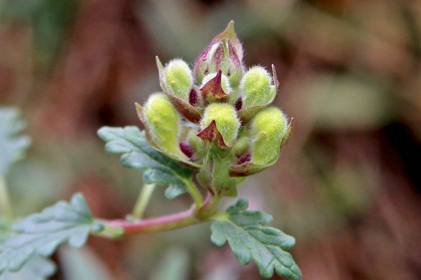 Image of Scutellaria orientalis specimen.