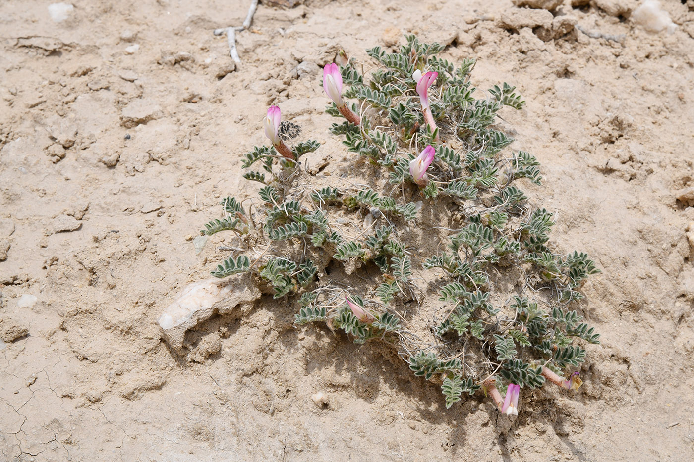 Изображение особи род Astragalus.