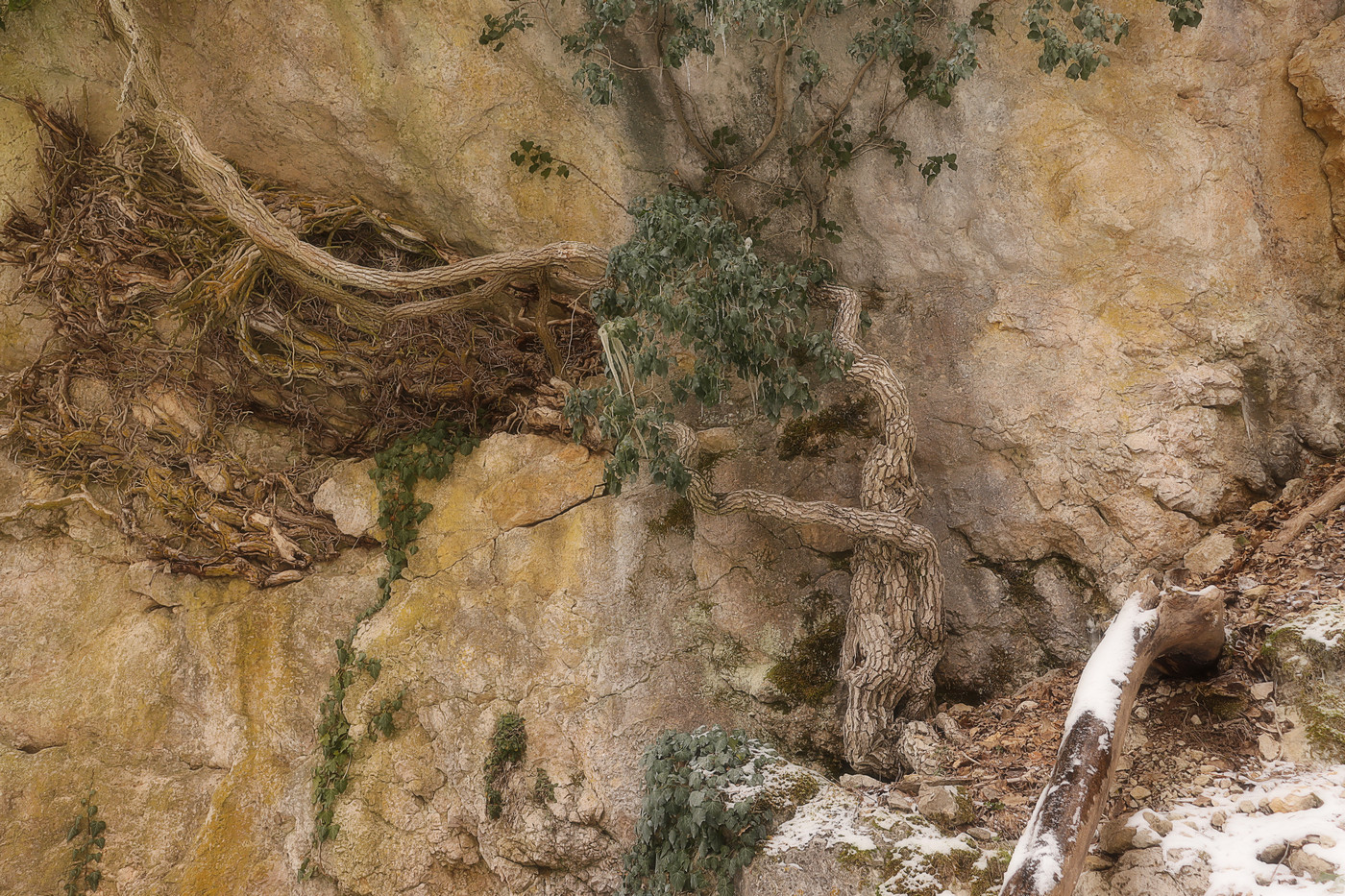 Изображение особи Hedera helix.