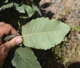 genus Quercus. Лист (вид на абаксиальную поверхность). Турция, ил Ширнак, окр. устья руч. Гали-Гарах-Мюса, береговая терраса левого берега р. Хабур. 25 мая 2025 г.