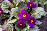 Primula × polyantha. Растение в начале цветения. Белгородская обл., пос. Ракитное, ул. Сосновая, 2, в культуре. 22 апреля 2022 г.