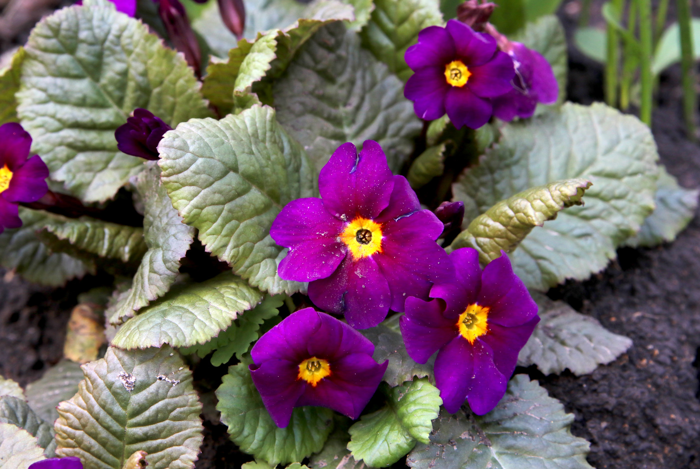 Изображение особи Primula &times; polyantha.