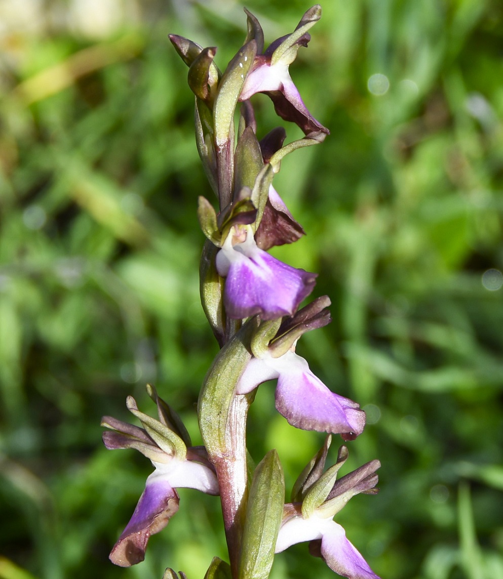 Изображение особи Anacamptis collina.