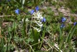 genus Corydalis. Цветущее растение рядом с пролеской сибирской (Scilla siberica). Адыгея, Кавказский биосферный запов., плато Лагонаки, хр. Каменное Море, 250 м к югу от ретранслятора, окр. большого карстового провала, луг. 7 мая 2025 г.