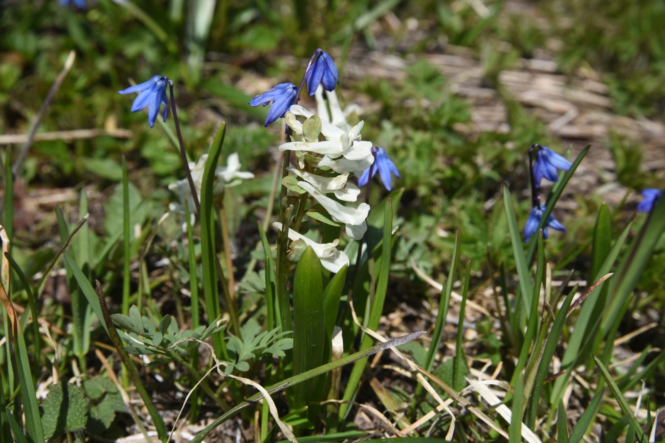 Image of genus Corydalis specimen.