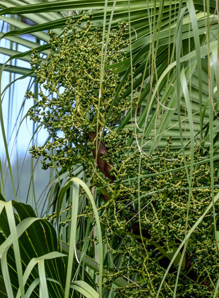 Изображение особи Livistona chinensis.