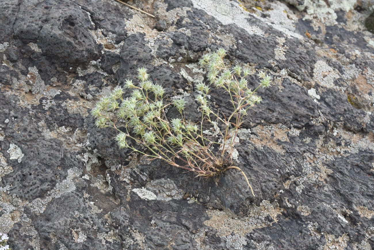 Изображение особи Queria hispanica.