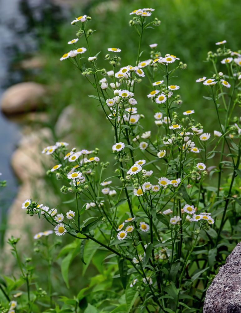Изображение особи Erigeron strigosus.