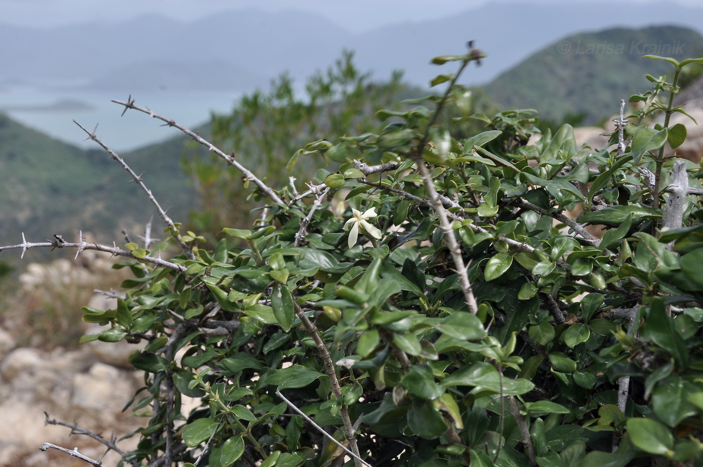 Image of familia Rubiaceae specimen.