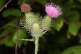 Cirsium vulgare. Верхушка побега с соцветиями на разных стадиях развития. Томская обл., г. Томск, Академгородок, обочина дороги. 29.07.2025.