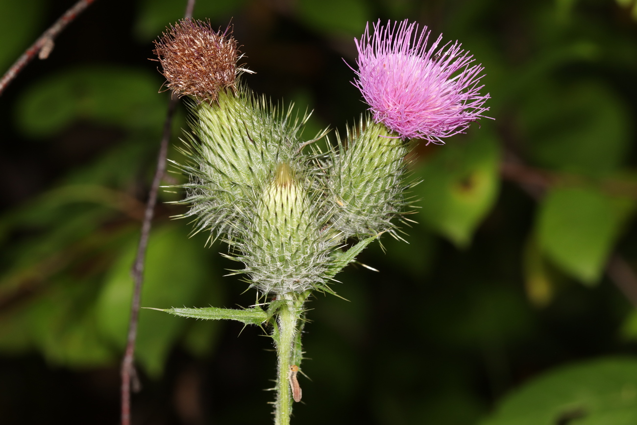 Изображение особи Cirsium vulgare.