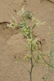 Matthiola chenopodiifolia. Соцветие. Узбекистан, Каракалпакстан, Амударьинский р-н, пустыня. 30 апреля 2026 г.