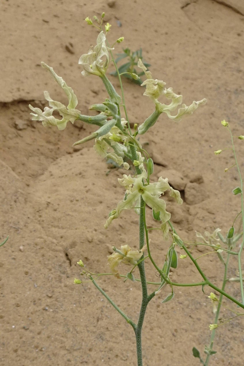 Image of Matthiola chenopodiifolia specimen.