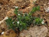 Buglossoides sibthorpiana. Цветущее растение. Крым, Балаклава, приморский склон. 1 мая 2011 г.