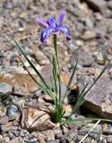 род Iris