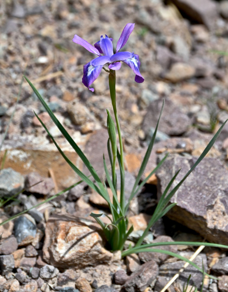 Изображение особи род Iris.