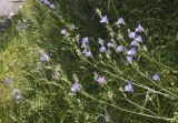 Campanula persicifolia. Верхушки цветущих побегов. Испания, Каталония, пров. Барселона, комарка Осона, муниципалитет Виланова-де-Сау, водохранилище Сау, залесённый склон сев. экспозиции, обочина дороги. 31.05.2026.