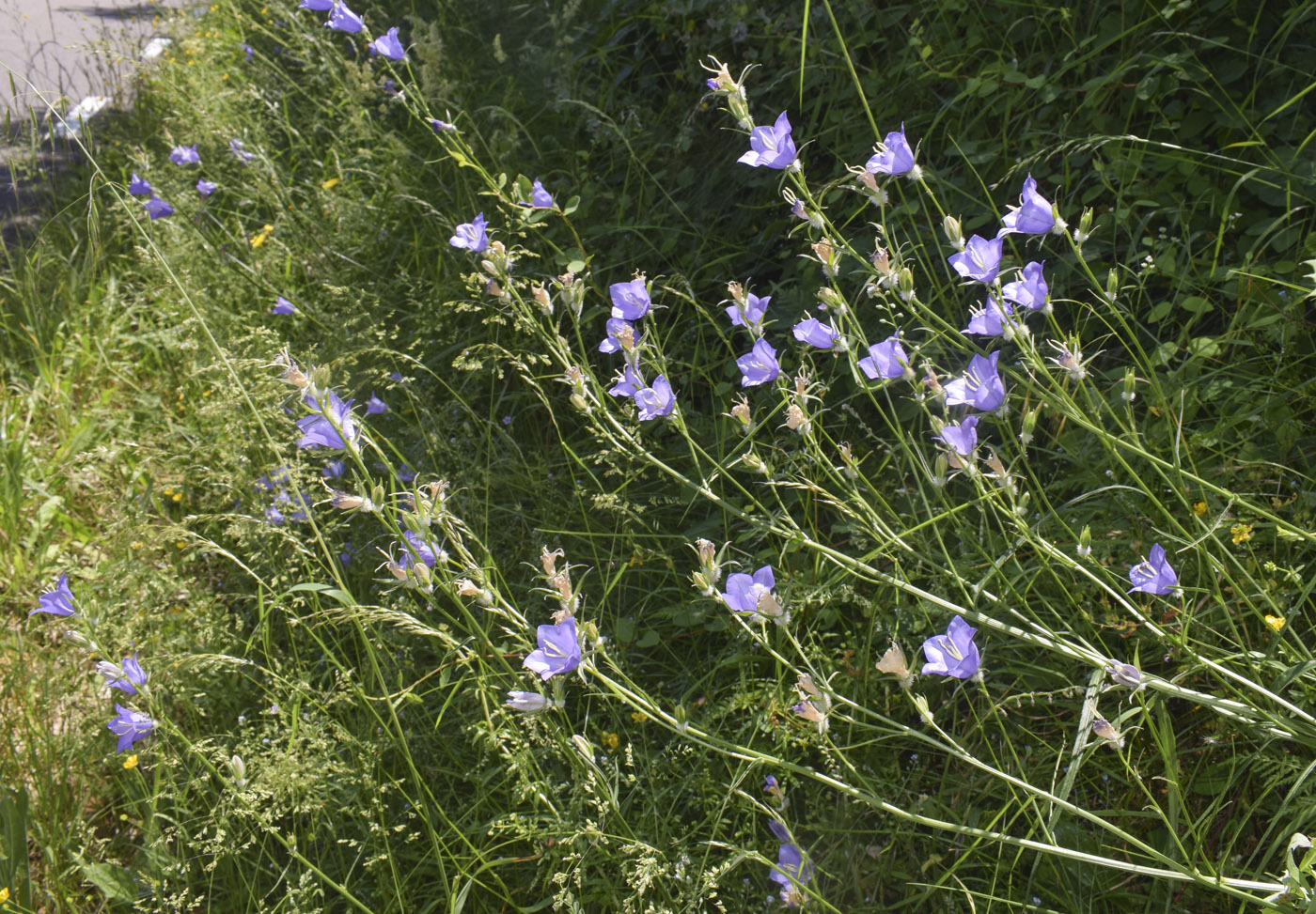Image of Campanula persicifolia specimen.